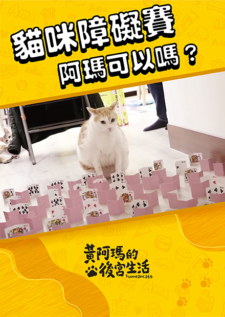 【黃阿瑪的後宮生活】貓咪障礙賽！阿瑪可以嗎？