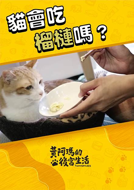 【黃阿瑪的後宮生活】貓會吃榴槤嗎？