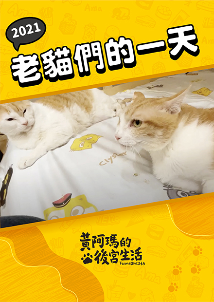 【黃阿瑪的後宮生活】2021老貓們的一天！