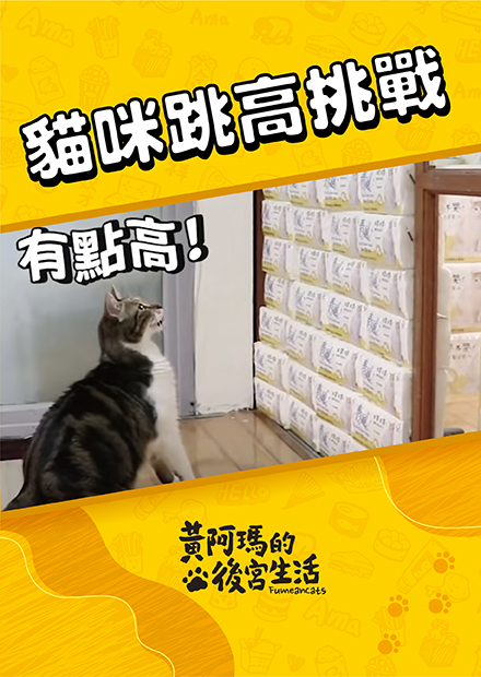 【黃阿瑪的後宮生活】貓咪跳高挑戰！