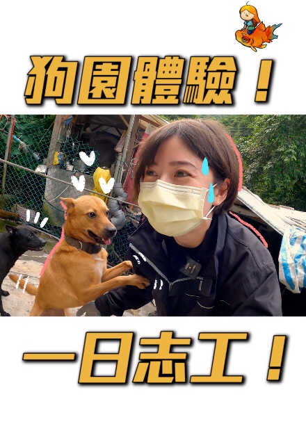 一人照顧90隻狗！！狗園體驗一日志工！
