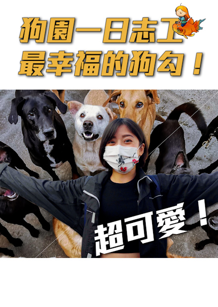 來到最幸福的私人狗園！體驗一日志工｜金魚腦 Goldfish Brain