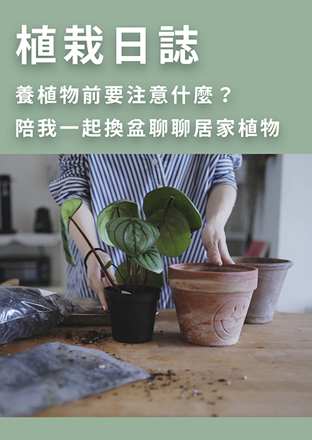 烏鴉太太的簡單生活練習｜居家植栽日記, 養植物前要注意什麼事？陪我一起換盆聊聊