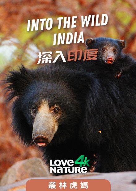 深入印度第一季-叢林虎媽