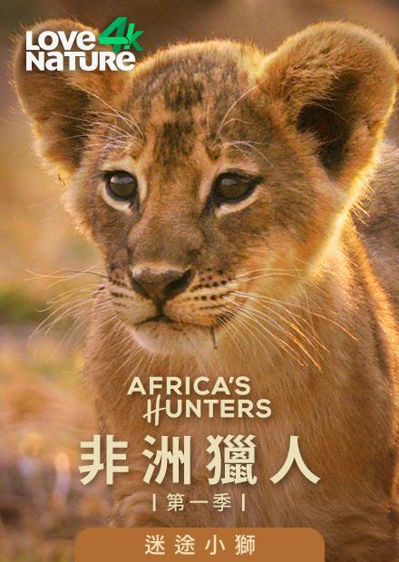 非洲獵人第一季-迷途小獅
