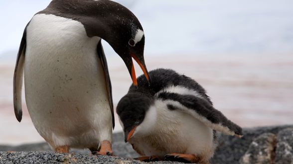 朗恩納菲恩：我與南極企鵝的快樂時光