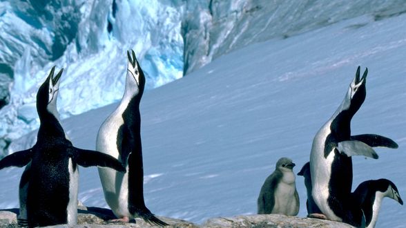 朗恩納菲恩：我與南極企鵝的快樂時光