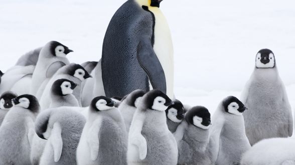 企鵝寶貝2：極地的呼喚
