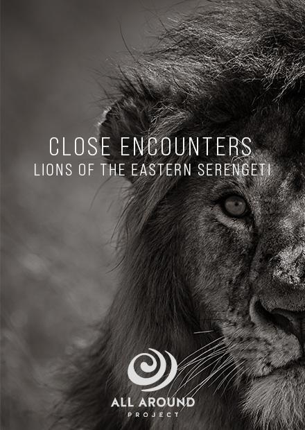 Close Encounters－東非之獅