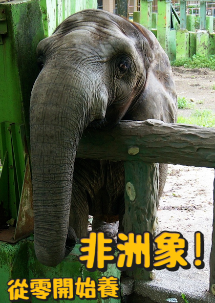 【從零開始養】非洲象!看似溫馴的非洲象其實還蠻神經質?聽說還會吃自己的大便是怎麼回事呢?？【許伯簡芝】