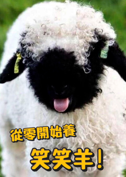 【從零開始養】笑笑羊?瓦萊黑鼻羊?為什麼被稱作笑笑羊?臉為何是黑的?【許伯簡芝】