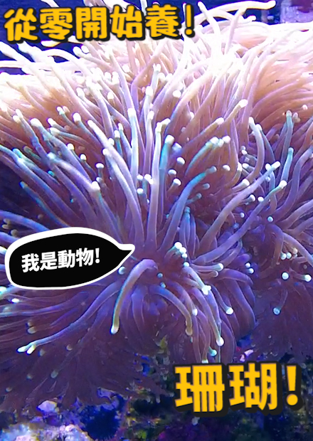 【從零開始養】珊瑚篇!到底是軟的還是硬的？據說可以永生？要怎麼進食？【許伯簡芝】Coral