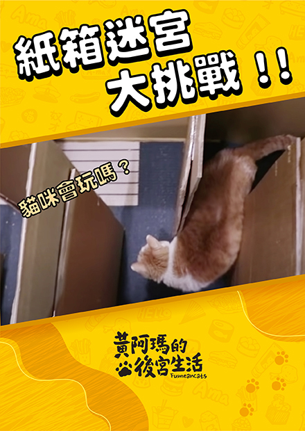 【黃阿瑪的後宮生活】紙箱迷宮大挑戰！貓會玩嗎？